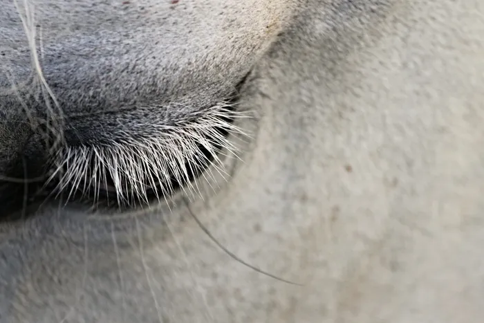 白色，马，眼睛特写照片，眼睛，睫毛，动物，关闭，眼睑
