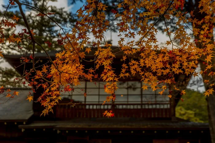 日本，nikko，nikko tamozawa imperial villa纪念公园，四季，帝王，别墅，天空，壁纸