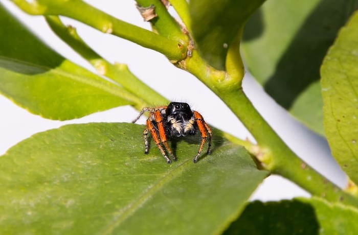 蜘蛛自然葉子夏天無脊椎動物植物部分昆蟲動物主題