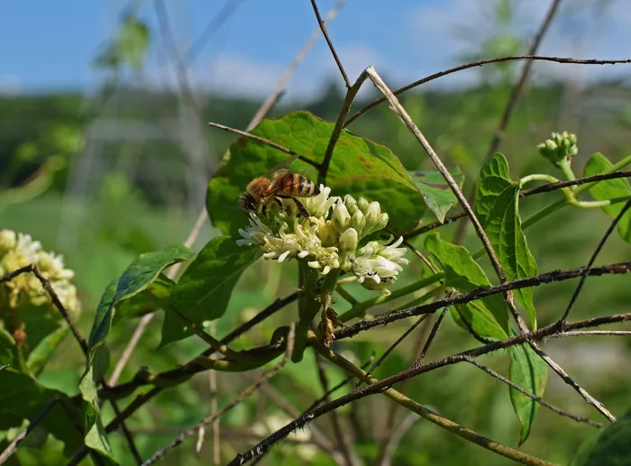马利筋上的蜜蜂，蜜蜂，昆虫，动物，马利筋，花，花，开花