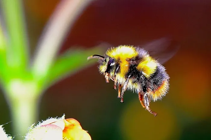 黄色，黑色，蜜蜂嗡嗡叫，花，蜜蜂，嗡嗡叫，大黄蜂，昆虫