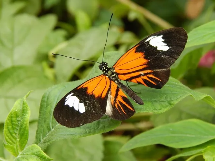 蝴蝶，美丽，自然，橙色，黑色，昆虫翅膀，昆虫，蝴蝶-昆虫