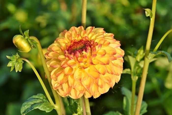 大丽花 大丽花芽 花 芽 大丽花花园 花园植物 开花 开花 菜鸟图库