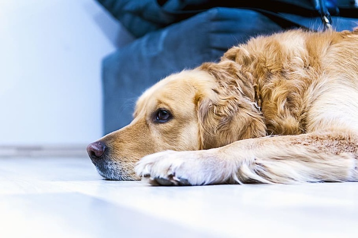狗金毛猎犬宠物动物悲伤狗一种动物哺乳动物