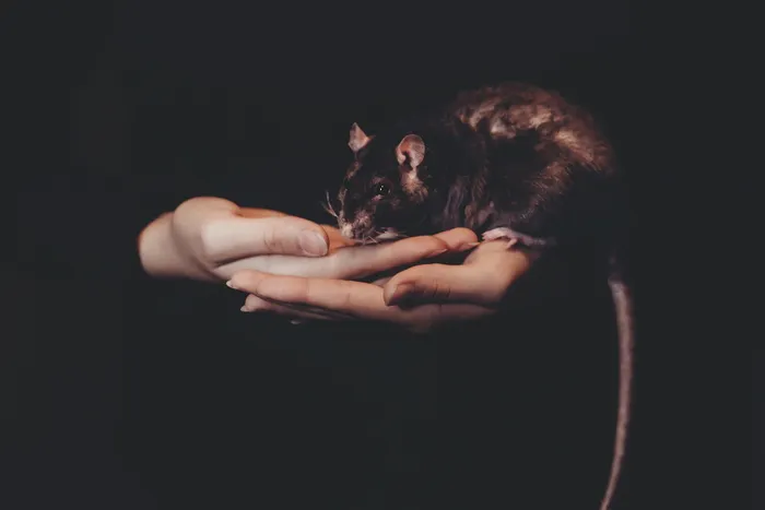 人，手持，黑色，老鼠，老鼠，黑色，动物，手