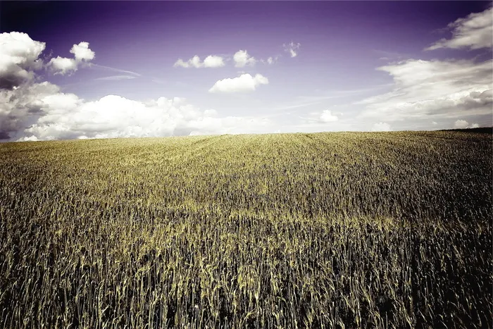 棕色麦田，照片，玉米，田地，田地，农场，乡村