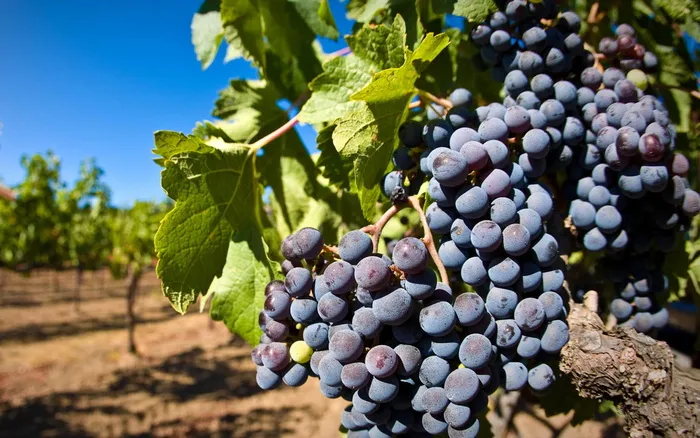 紫色葡萄插图，葡萄，种植，紫色，葡萄酒，水果，农业，葡萄园