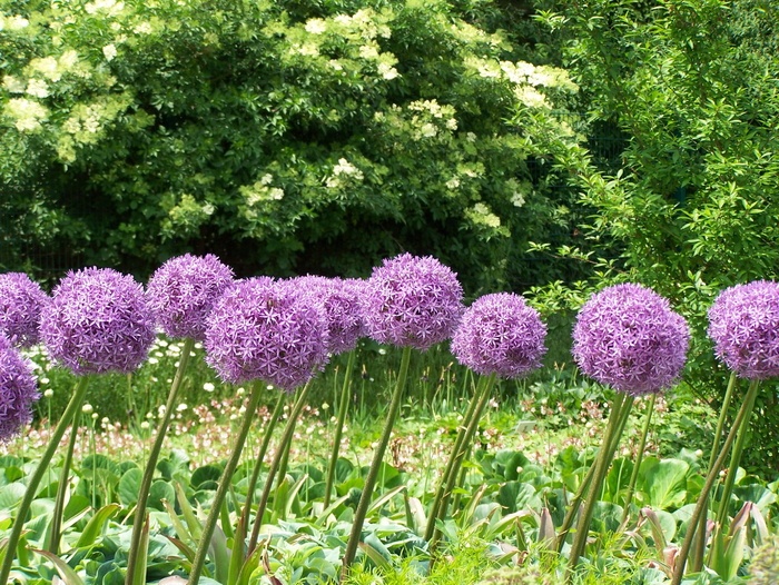葱 花 花朵 开花 紫色 粉红色 装饰性洋葱 园林植物 菜鸟图库