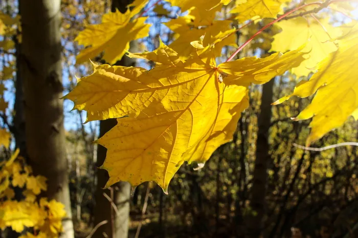 秋天，落叶，树叶，真叶，秋天的颜色，自然，金色的秋天，秋天的颜色