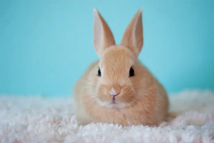 棕色、兔子、白色、地毯、可爱、兔子、兔子、宠物、复活节