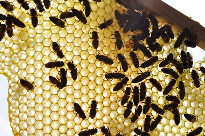 蜜蜂，蜂巢，蜂蜜，无人，特写，食物，野生动物，丰富
