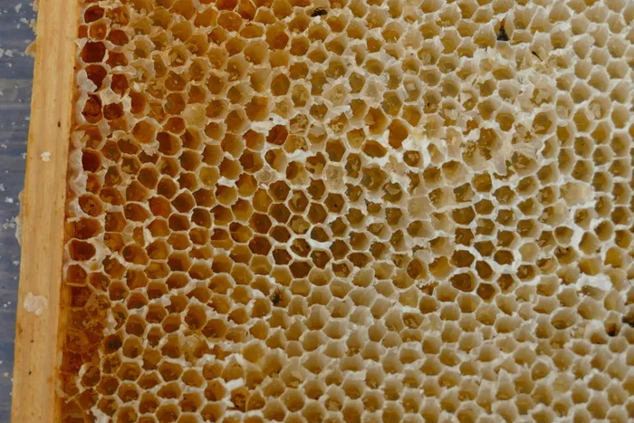 蜂巢，蜜蜂，蜂蜜，养蜂人，养蜂，梳子，黄色，图案
