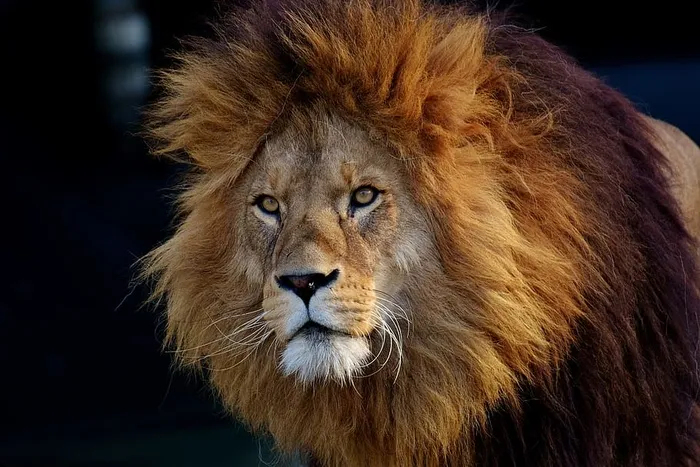 褐狮，狮子，捕食者，危险，鬃毛，猫，雄性，动物园