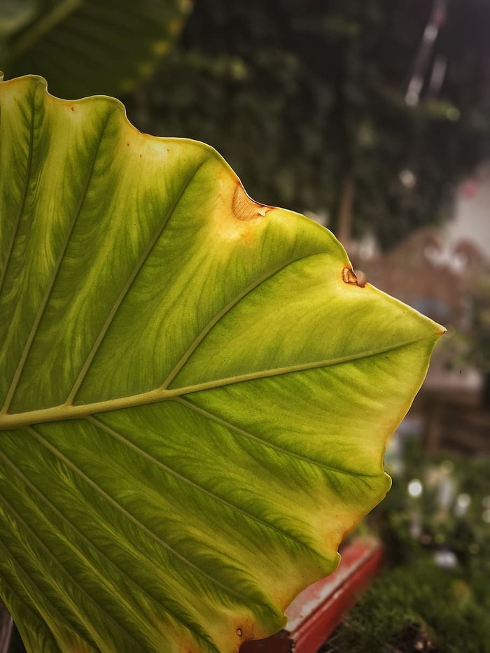手机照片,绿色,自然,巨大的叶子,叶子,植物部分,特写,绿色 - 菜鸟图库