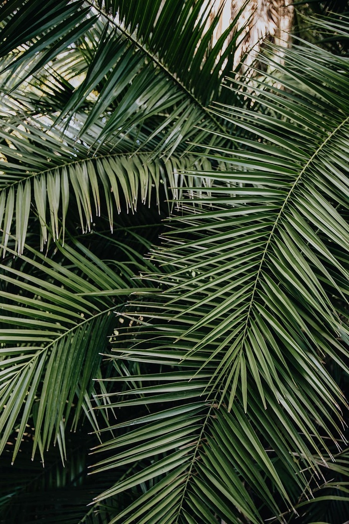 热带棕榈叶花卉图案背景