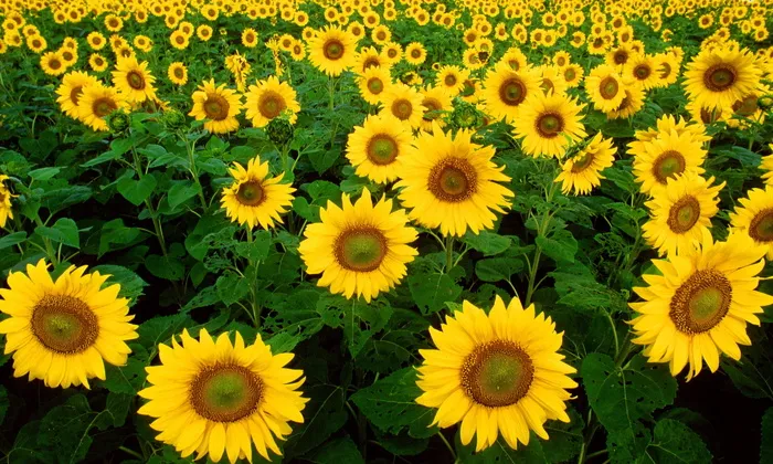 黄色、棕色、向日葵、向日葵、花朵、向日葵、太阳、大自然
