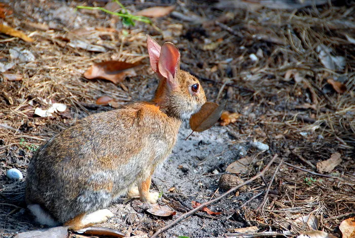 棕色，兔子，地面，被包围，树叶，棕色兔子，野兔，兔子