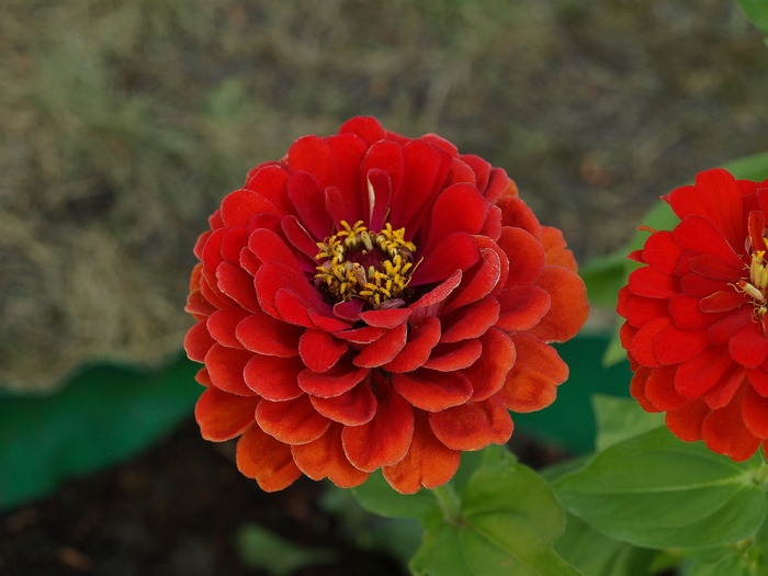 百日草 百日草 百日草 花 花 开花 地块 花园 菜鸟图库