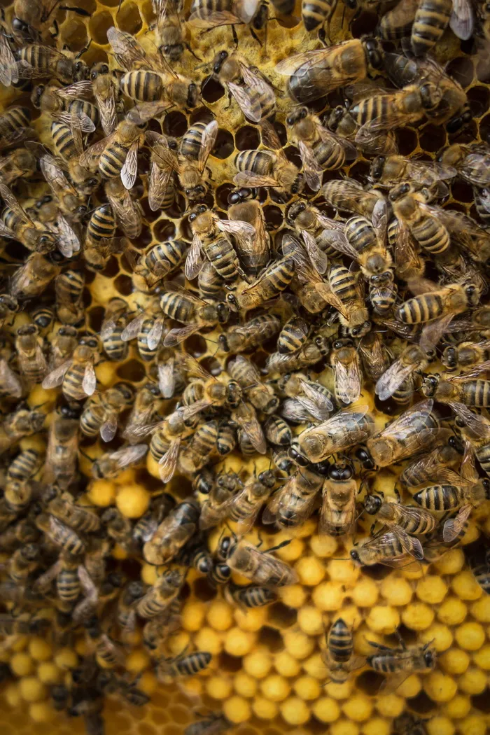 蜜蜂，蜡，蜂巢，昆虫，养蜂业，蜜蜂，无脊椎动物，蜂巢