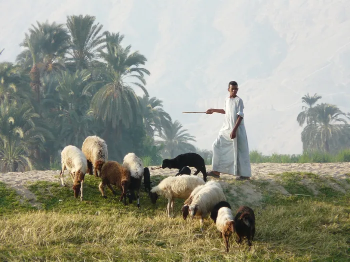 妇女，站立，旁边，羊群，山羊，牧羊人，羊群，卢克索，埃及