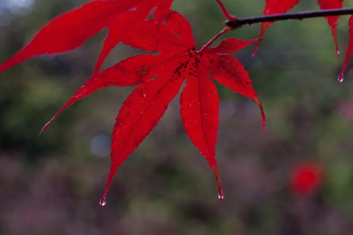 雨, 叶子, 多彩, 颜色, 红色, 日本枫树, 重新着色叶子, 染料