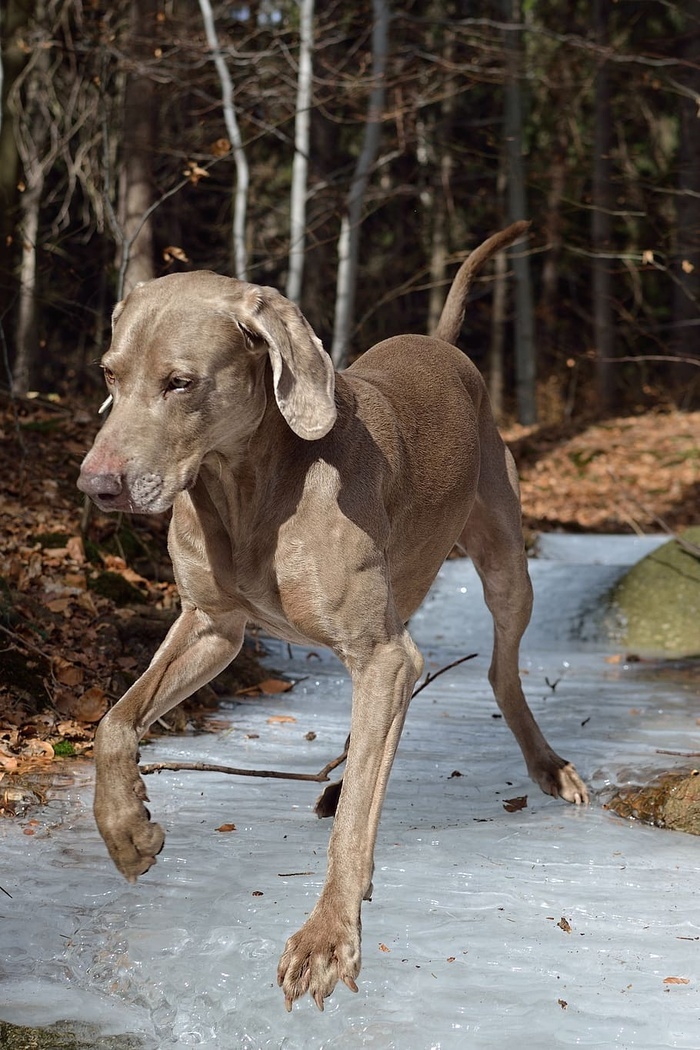 weimaranar站立的狗哺乳动物动物主题家养动物宠物一只动物狗