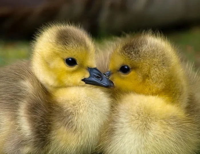 两只黄色的小鸭，动物，婴儿，喙，鸟，可爱的，鸭子，小鸭
