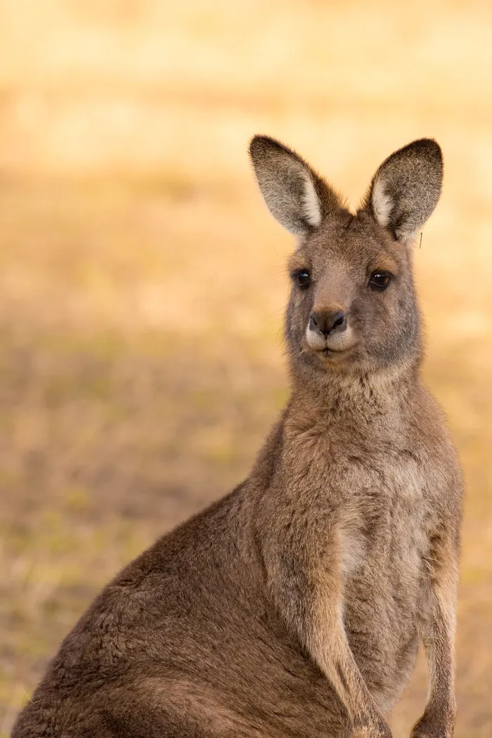 袋鼠，有袋动物，哺乳动物，澳大利亚，野生动物，动物，野生，自然