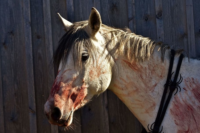 万圣节血腥艺术血恐怖马小马霉菌血