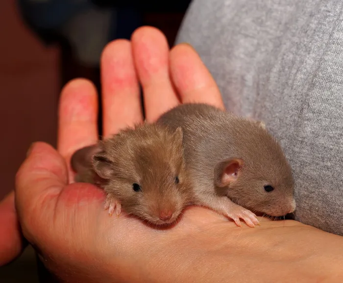 人，抱着，灰色，老鼠，老鼠，小动物，可爱，甜蜜