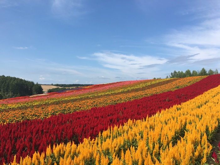 北海道 别伊 花园 夏天 花 自然之美 宁静的景色 植物 菜鸟图库