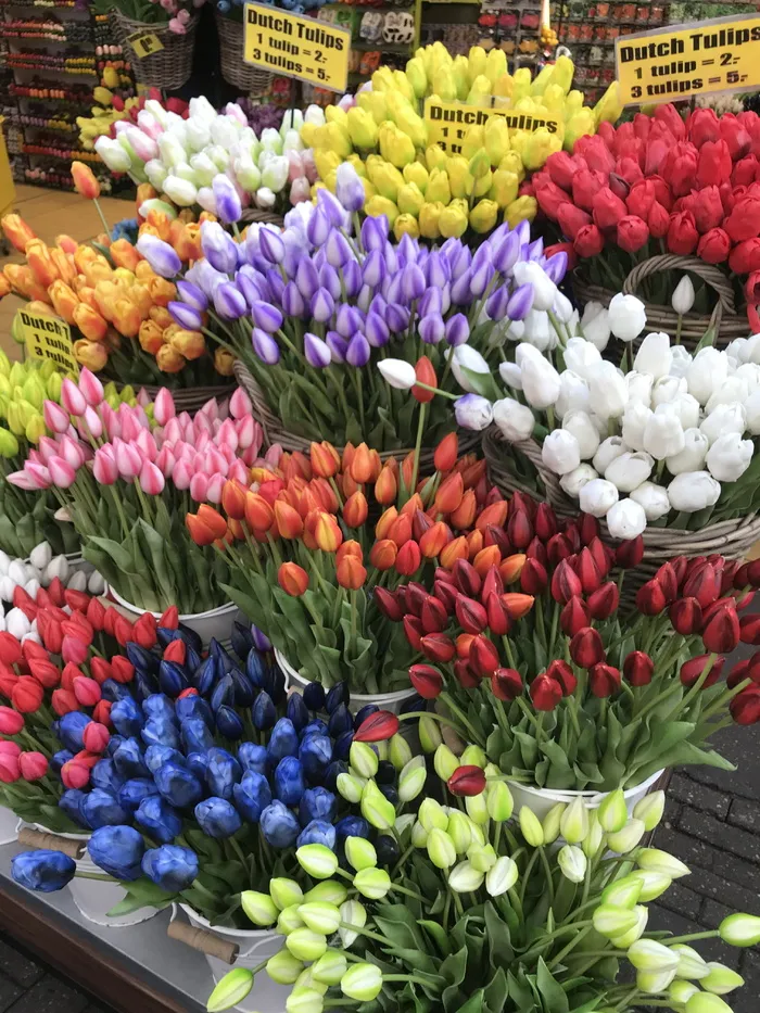 阿姆斯特丹，荷兰，红花，粉红花，树木，染料，花朵，郁金香