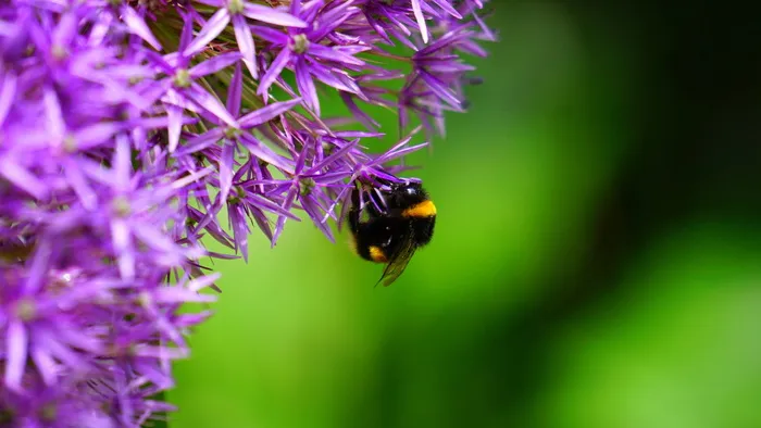 微观，摄影，大黄蜂，蜜蜂栖息，花卉，自然，特写，宏观