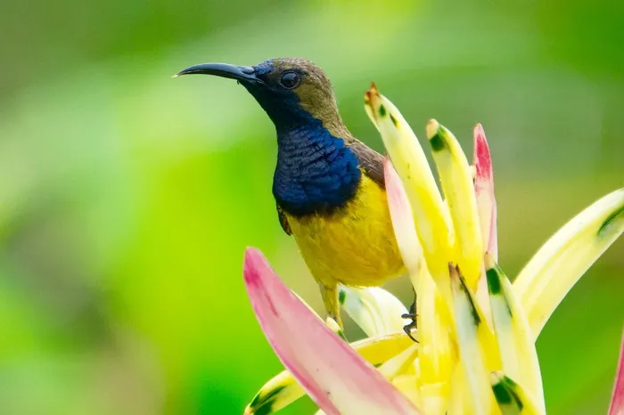 黄色花瓣上的黄蓝色和棕色鸟的照片