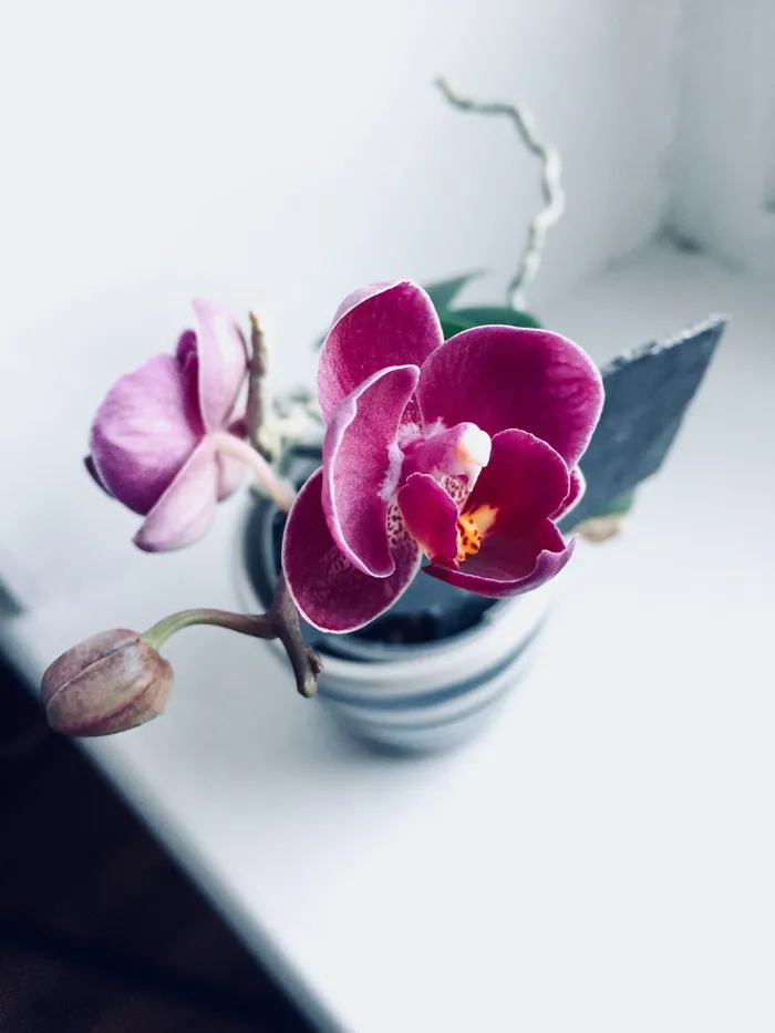 白色陶瓷壶中的紫色兰花