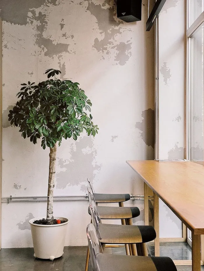 植物，树，室内，办公室，商务，办公桌，座位，高
