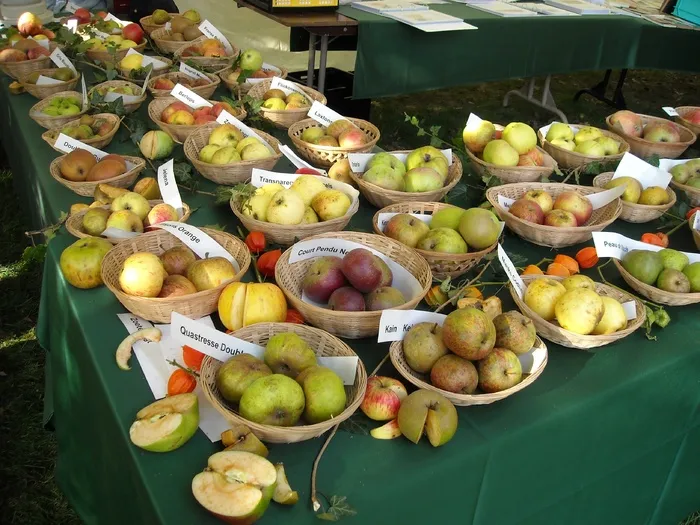 苹果，水果，水果，果树学，水果识别，食品，苹果品种，健康