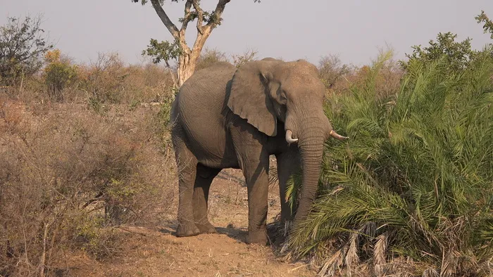 大象，热带草原，非洲，动物主题，非洲大象，哺乳动物，野生动物，树