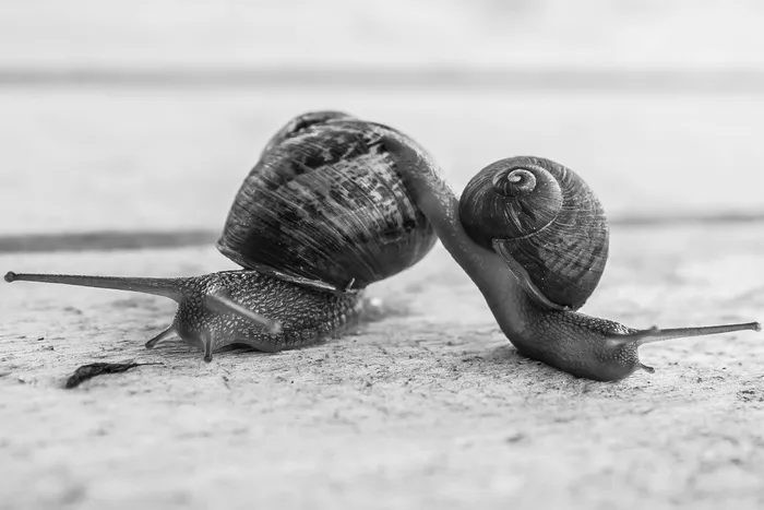 两个蜗牛的灰度照片