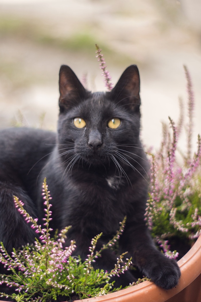 花盆上的黑猫 菜鸟图库