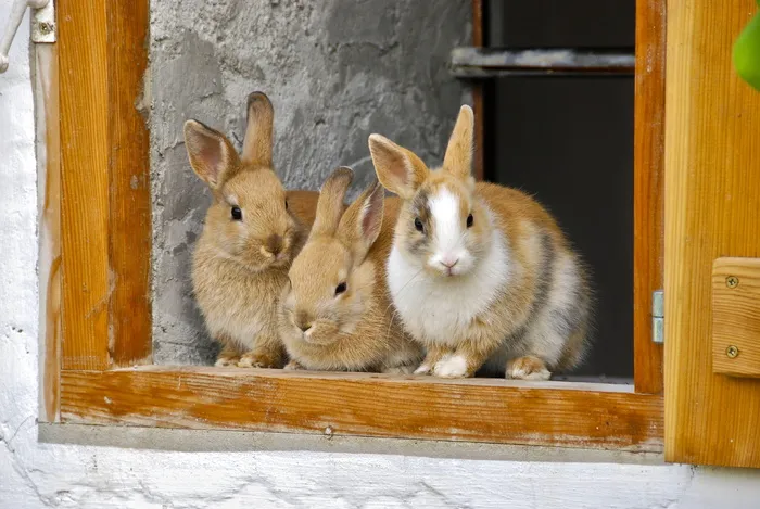 三，棕色，兔子，窗户，棕褐色，兔子，农场，可爱