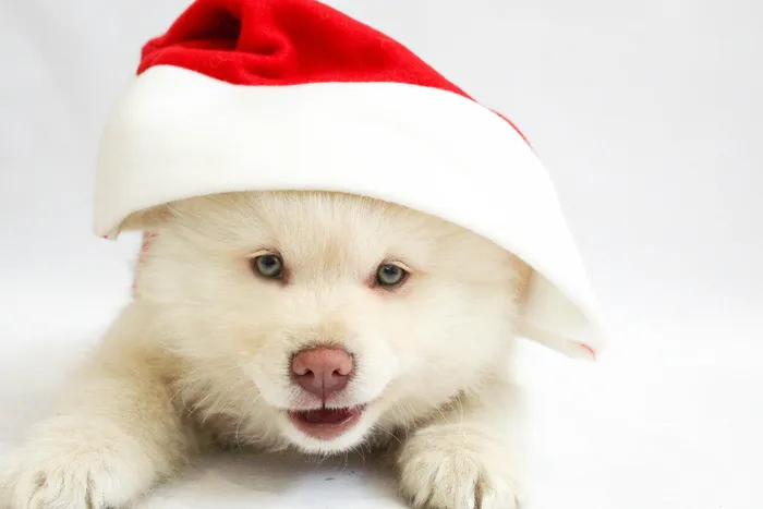 长涂层，白色，小狗，戴着，圣诞帽，长涂层，圣诞节