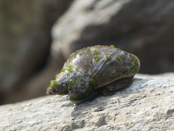 蜗牛水贝壳水蜗牛水族馆水生物湖泊池塘