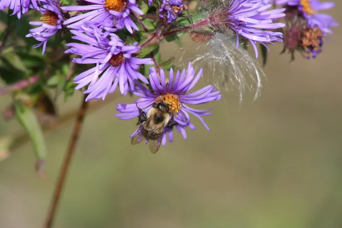 蜜蜂，花，马利筋种子，昆虫，自然，春天，授粉，授粉