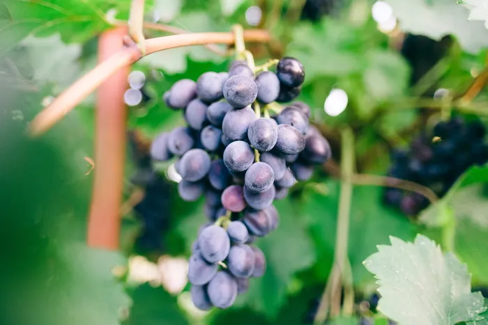 紫色葡萄，特写，葡萄，葡萄酒，叶子，叶子，波基，绿色