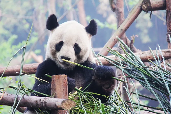 熊猫吃竹子，黑白，可爱，国家动物，熊猫，研究基地，动物，熊