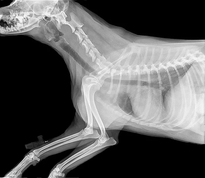 动物x光检查结果，放射照相，骨骼，医学，图片，图像，兽医，狗