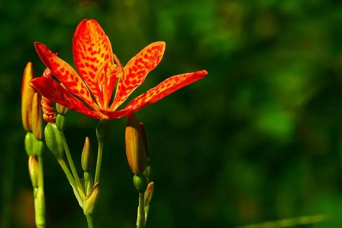 观赏植物鸢尾（Iris domestica，俗称豹纹百合、黑莓百合和豹纹花）的花朵、花蕾和花荚。每一朵花的绽放只持续一天。