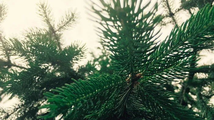 冷杉，树木，冬天，圣诞节，圣诞节，罗马尼亚，绿色，森林