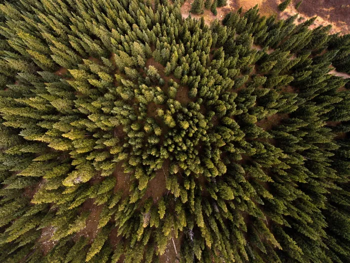 自上而下看科罗拉多州弗里斯科的松树林